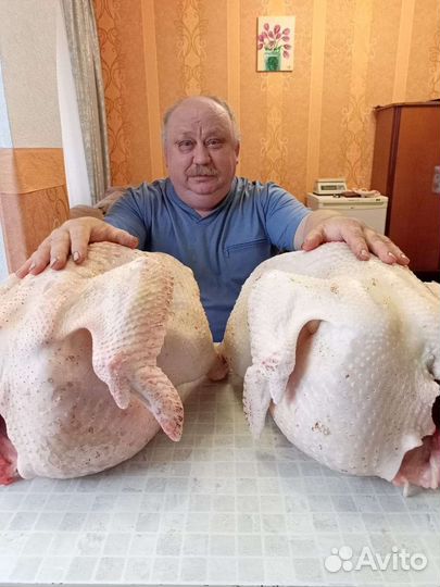 Яйцо Росс308 Белорусь