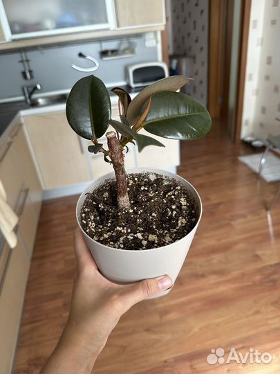 Фикус, сингониумы