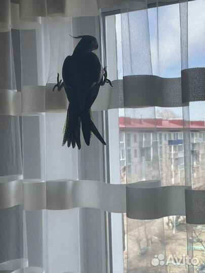 Попугай корелла с клеткой
