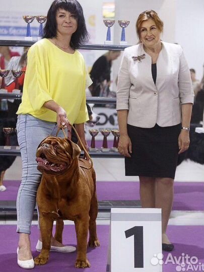 Бордоский дог Интерчемпион на вязку