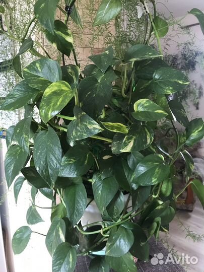 Эпипремнум золотистый