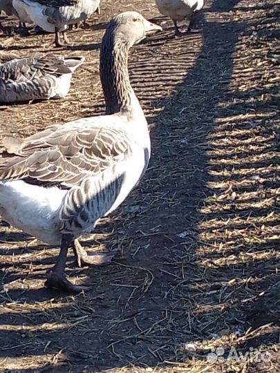 Крупные серые гуси