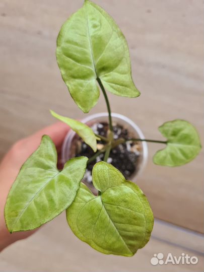 Сингониумы