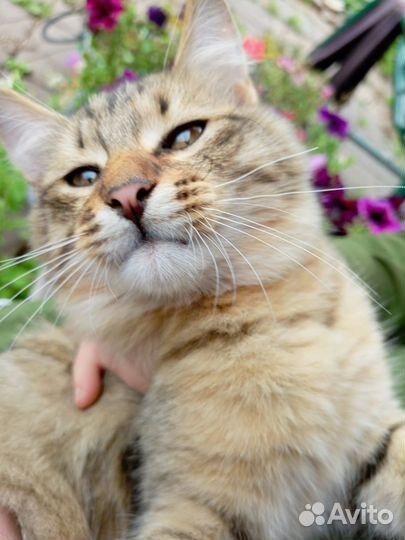 Ловчий молодой котик