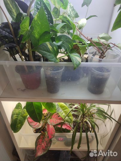 Комнатные растения