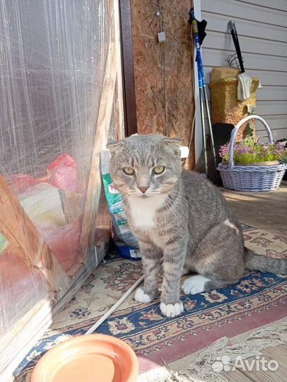 Вислоухий кот