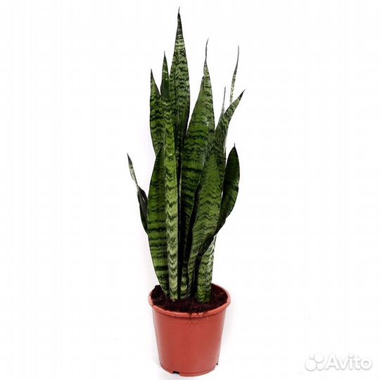 Сансевьера