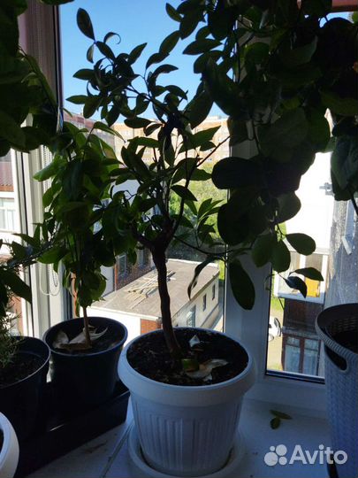 Лимонное дерево с плодами