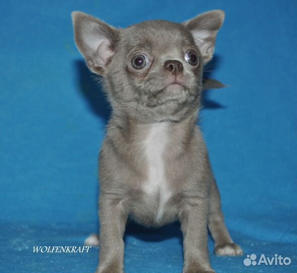 Красотун лиловый