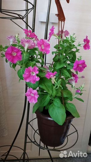 Петуния бахромчатая