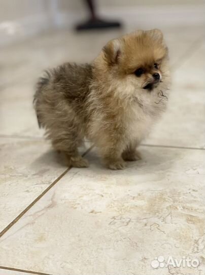 Щенки померанского шпица(есть мини)
