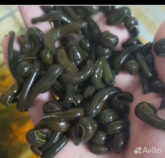 Экзотические животные