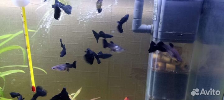 Криветки Блю дрим и гуппи чёрный монах