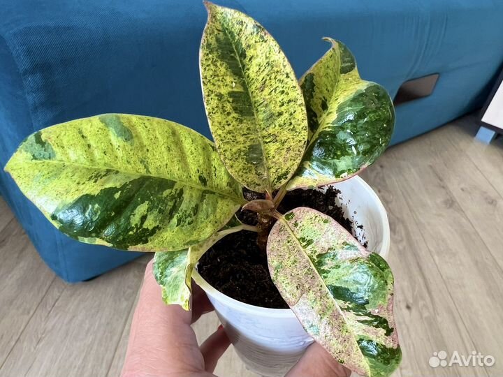 Фикус Шривериана