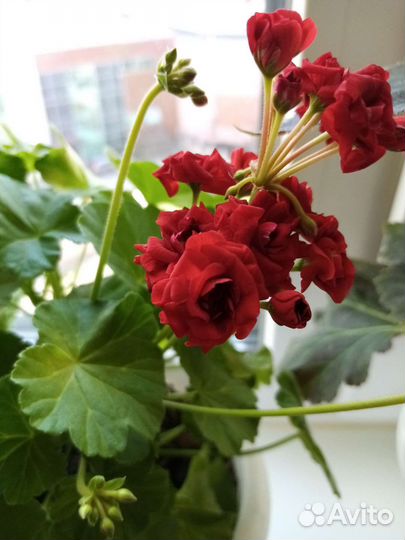 Пеларгония герань розебудная, глоксинии