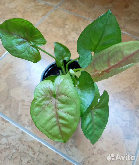 Комнатные растения. Сингониум