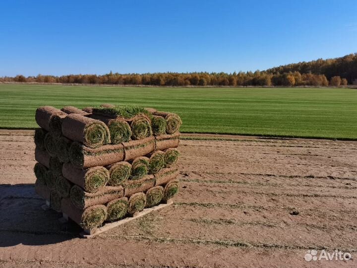 Рулонный газон Премиум