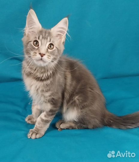 Котята мейн-кун