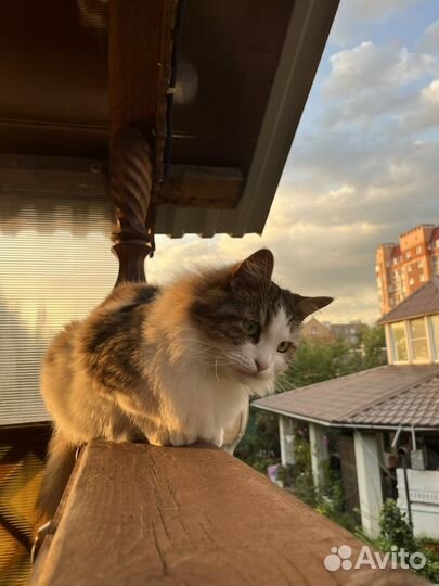 Кот в добрые руки