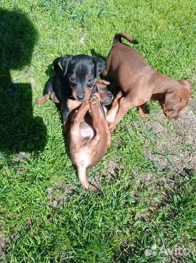 Щенки цвергпинчера