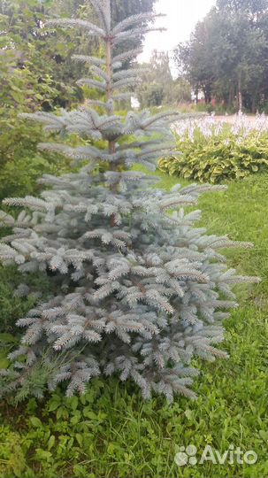 Ель голубая