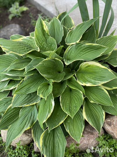 Хоста Aureomarginata