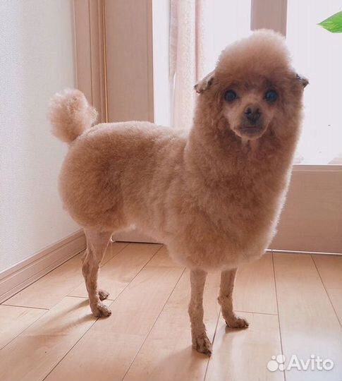 Немецкий шпиц девочка