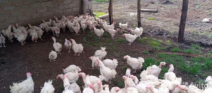 Куры несушки продам