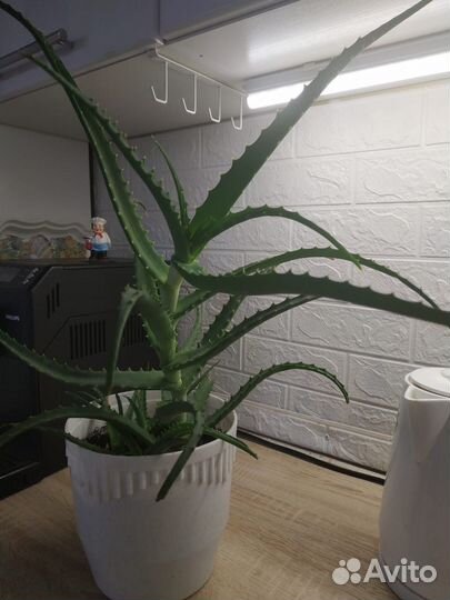 Комнатные цветы алоэ