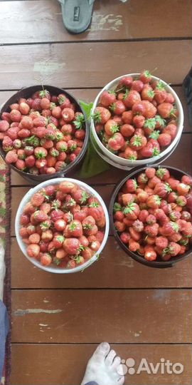 Клубника 6л