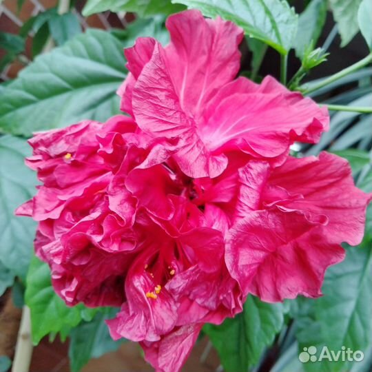 Гибискус сортовой