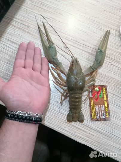 Живые раки, варёные
