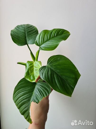 Филодендроны