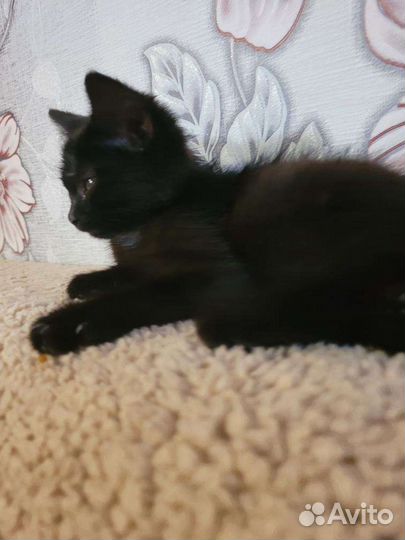 Кошечке нужна передержка или дом