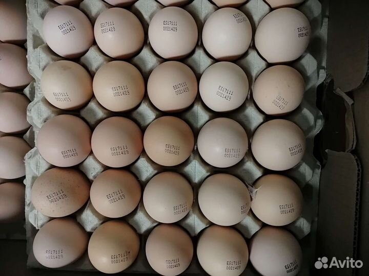 Инкубационное яйцо