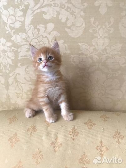 Котята мейн-кун отдам