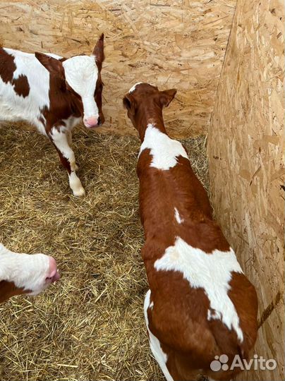 Телята Доставкой за наш счёт