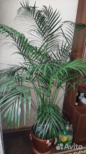 Пальма арека