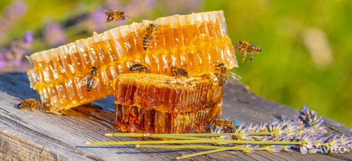 Мед пчелиный 2023
