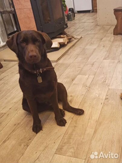 Щенки лабрадора