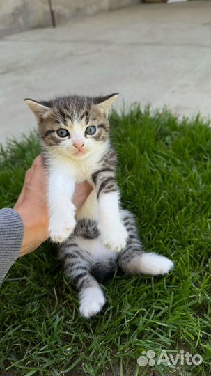 Котята в добрые руки мальчики