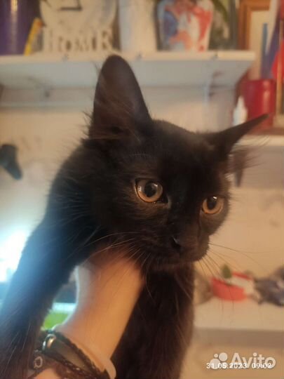 Отдам бесплатно кошку