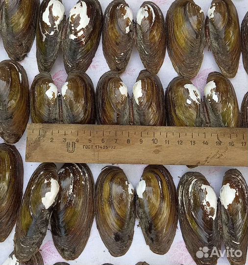 Ракушки мидии для поделок