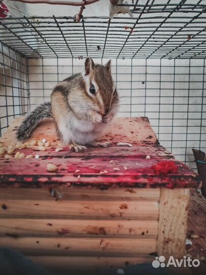 Квалифицированный ратолог