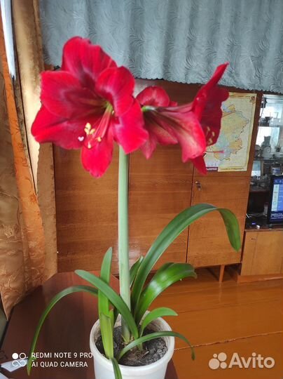 Гиппиаструм