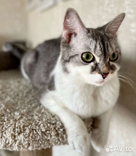 Кошечка в Добрые руки