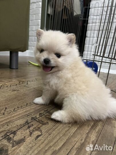 Померанский шпиц