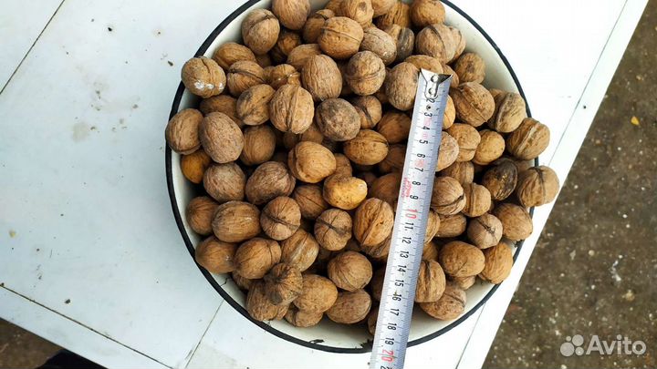 Грецкий орех