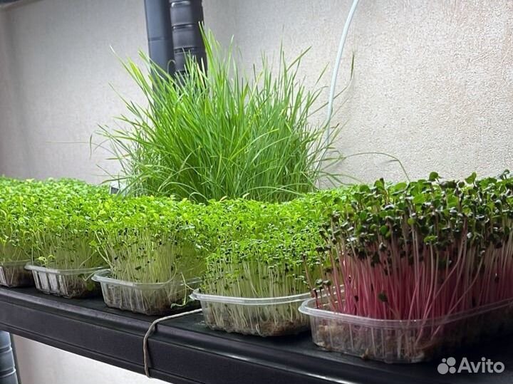 Микрозелень