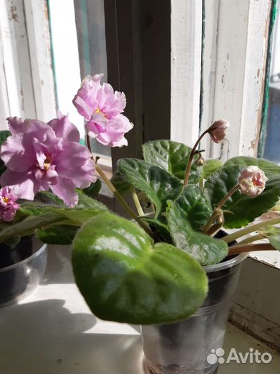 Цветущие фиалки